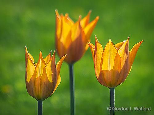 Three Tulips_P1110668.jpg - Photographed at Smiths Falls, Ontario, Canada.